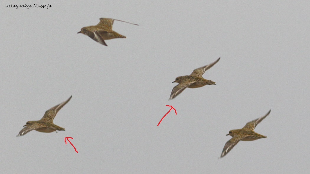Pacific Golden-Plover